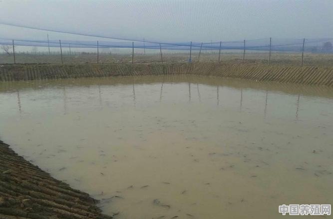 养泥鳅最简单的方法 - 中国养殖网