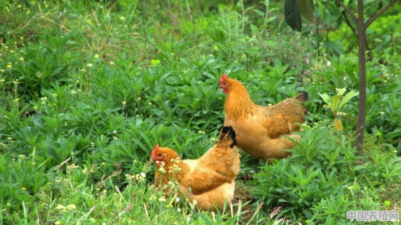 养殖鸡用地条件要求 - 中国养殖网