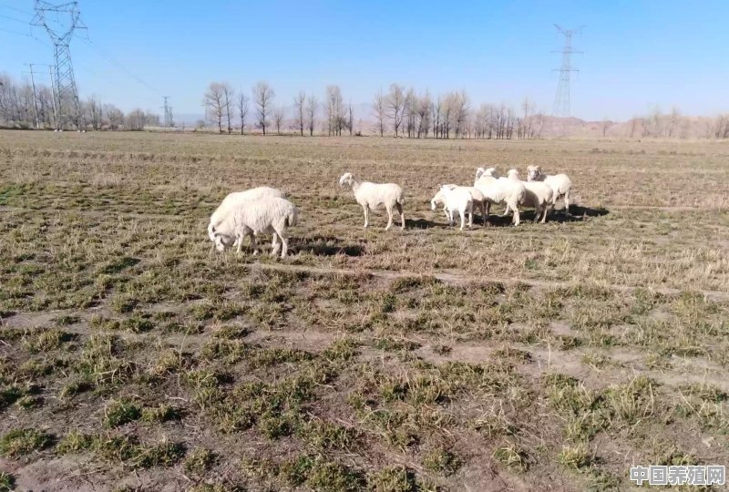 养殖羊需要什么东西才能卖 - 中国养殖网