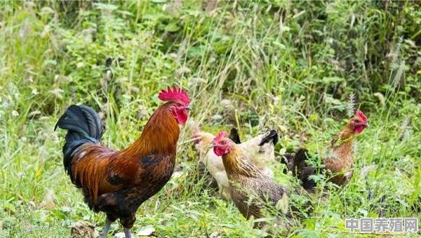 怎么自己饲养鸡 - 中国养殖网