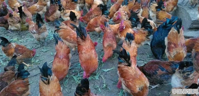 散养土鸡，每个阶段如何喂食？200只鸡一天喂多少斤食物 - 中国养殖网