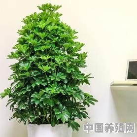 鸭掌木盆栽的养殖方法和注意事项 - 中国养殖网