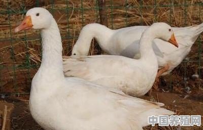 三花鹅怎么养殖 - 中国养殖网