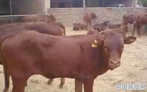 泰安石灰粉官庄社区哪有卖羊肉串 - 中国养殖网