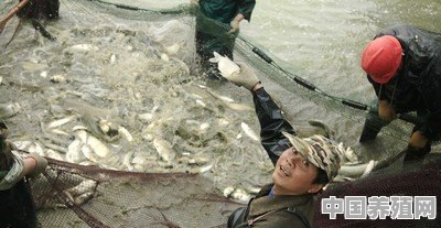 鱼池有小虾，什么办法去除小虾 - 中国养殖网