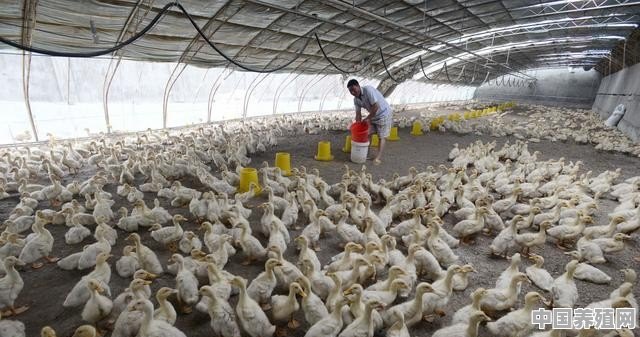 养殖鸡鸭怎么办养殖证呢 - 中国养殖网