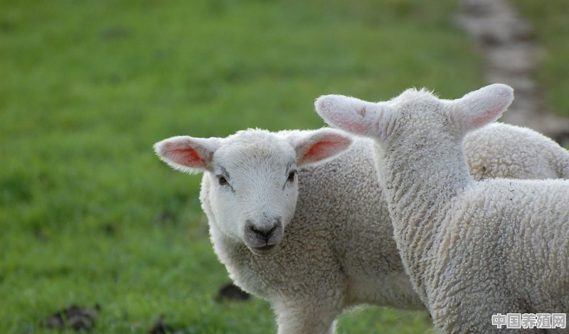 怎样判断草膘羊肉 - 中国养殖网