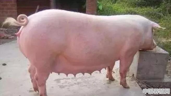 一窝二百斤的猪几天不吃，有个别大便带血，体温正常是怎么回事 - 中国养殖网