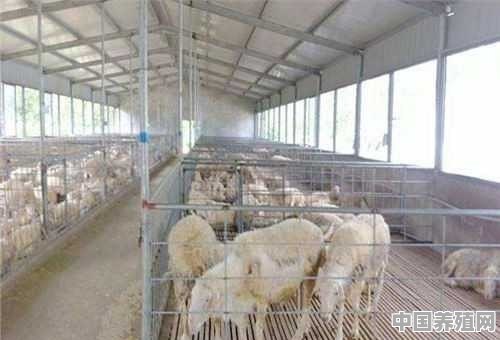 养羊冬天啥圈棚最好 - 中国养殖网