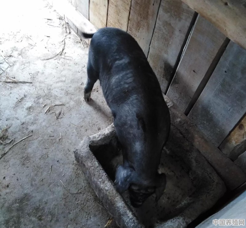 猪的养殖模式有哪些 - 中国养殖网