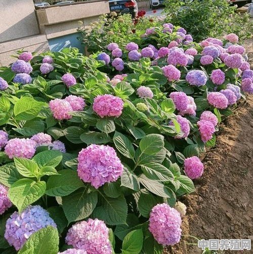 地栽绣球花的养殖方法 - 中国养殖网