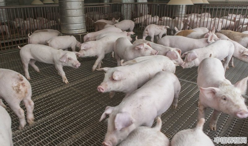 现在的猪养殖成本高吗 - 中国养殖网