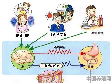 频繁腹泻，去医院检查是肠易激综合征，吃什么可以改善 - 中国养殖网