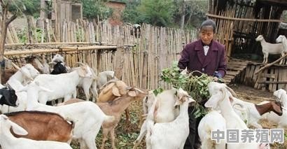 为啥有人说养羊比养其他的利润高啊 - 中国养殖网