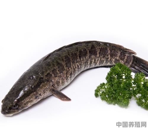 肉食饲养鱼 - 中国养殖网
