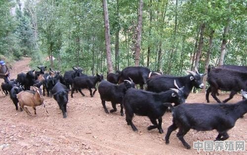 羊的养殖利润与成本 - 中国养殖网