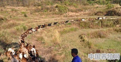 养殖羊一般都吃什么食物呢 - 中国养殖网