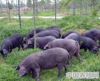 养猪发展前景如何 - 中国养殖网