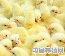 农村养鸡，如何做到低成本、高效益养殖 - 中国养殖网