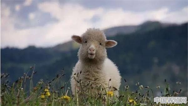 农户养殖羊最多能养多少只羊 - 中国养殖网