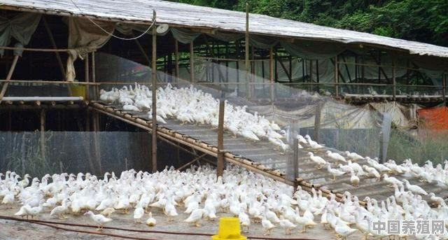 养殖肉鸭大棚建设方案 - 中国养殖网