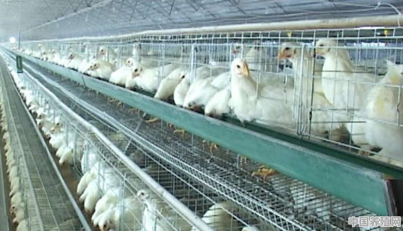 平原肉鸭养殖合作协议书 - 中国养殖网