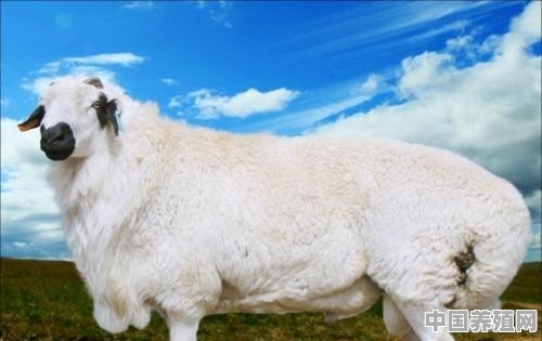 尾巴大的羊是什么品种 - 中国养殖网
