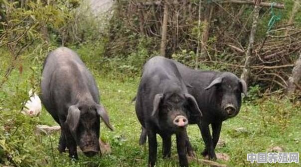 白猪和黑猪养殖区别 - 中国养殖网