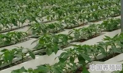 家养无土栽培蔬菜 - 中国养殖网