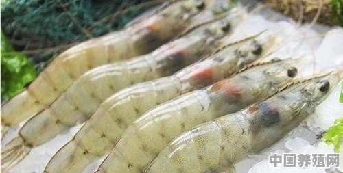 白对虾养殖方法 - 中国养殖网