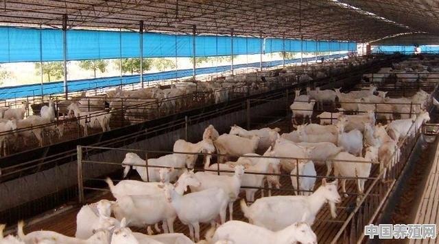 保温棚牛羊猪养殖方法 - 中国养殖网