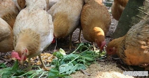 蚯蚓鸡循环养殖方法 - 中国养殖网