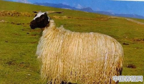 新疆普遍养殖什么羊种最多呢 - 中国养殖网