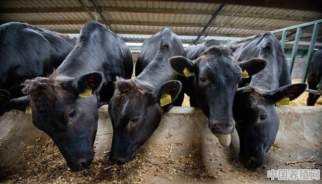 巴西进口牛肉是黄牛肉还是水牛肉 - 中国养殖网