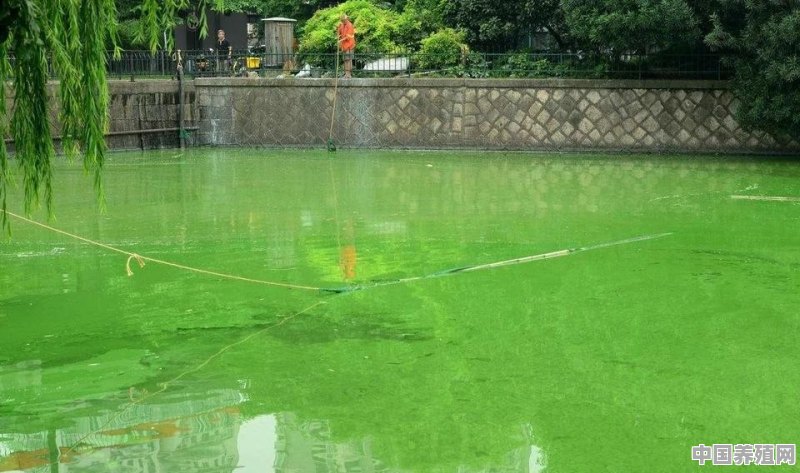 鱼缸长绿藻养什么好 - 中国养殖网
