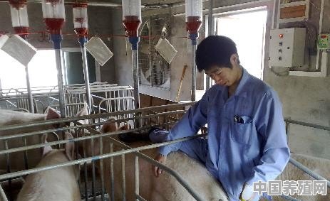 家庭养殖猪怎么喂食 - 中国养殖网