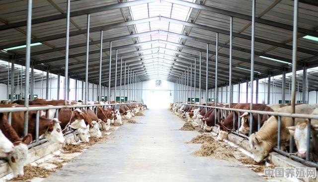 牛养殖行业什么属性最好 - 中国养殖网
