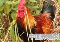 海南合作肉鸭养殖企业 - 中国养殖网
