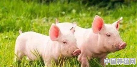 200斤的母猪天能长多重 - 中国养殖网