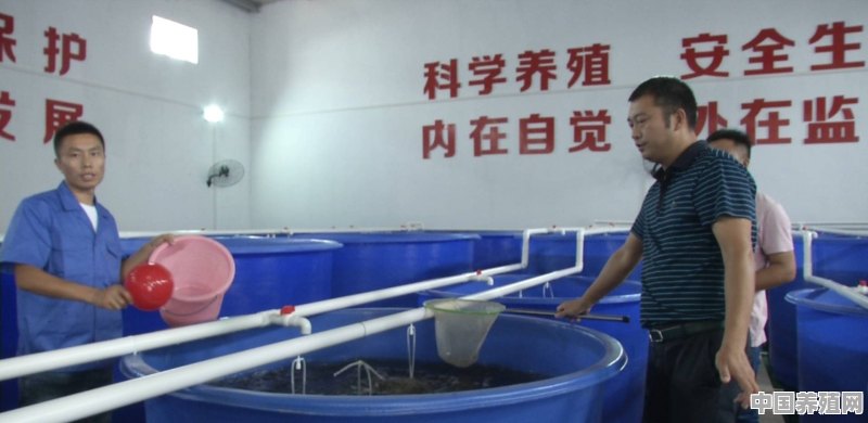 养对虾夏天养殖放苗前用什么菌最好 - 中国养殖网