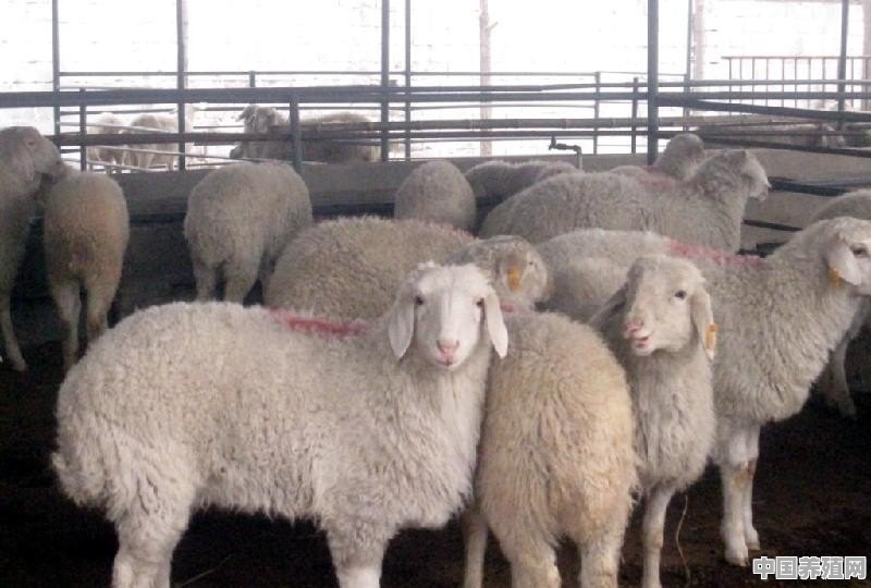 细毛羊是哪里的特产 - 中国养殖网