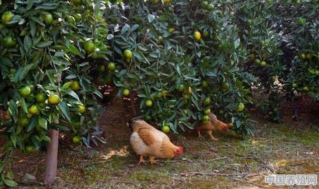 果园养殖鸡密度是多少 - 中国养殖网