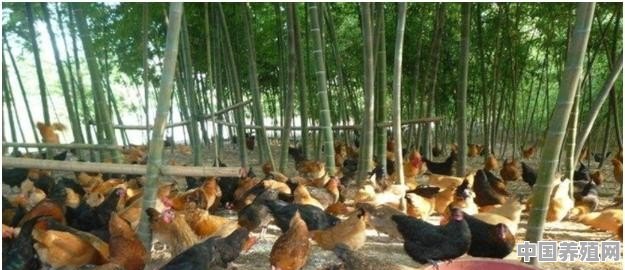 养殖竹林鸡难点有哪些 - 中国养殖网