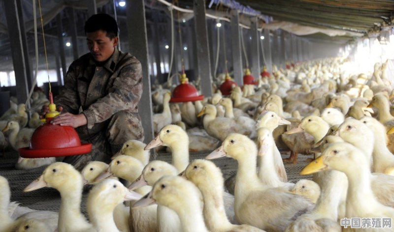 农民花鸭养殖技术视频 - 中国养殖网