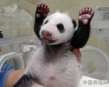 熊猫本是猛兽，为何进化成卖萌求生的国宝 - 中国养殖网