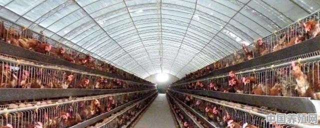 养殖鸡架子制作视频 - 中国养殖网