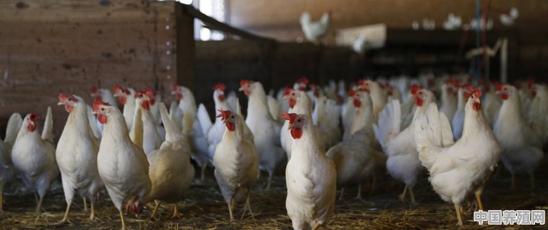 养殖鸡影响邻居怎么办 - 中国养殖网