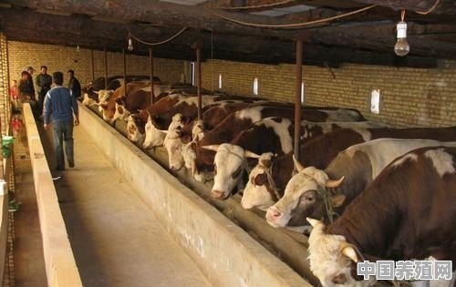 小形牛养殖基地 - 中国养殖网