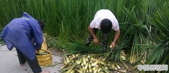 水笋可以养殖吗怎么养殖的 - 中国养殖网