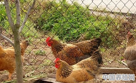 养殖野生鸡技术 - 中国养殖网